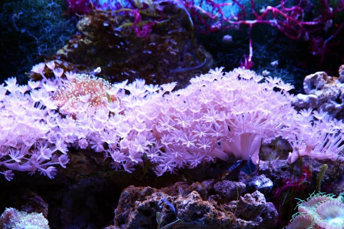 eheim aquariums