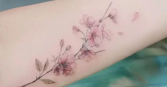 Cherry Blossoms (Sakura)